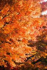 Red maple leaves in autumn season
