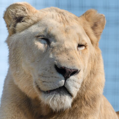 Fototapeta premium Majestic White Lion Close Up Portrait