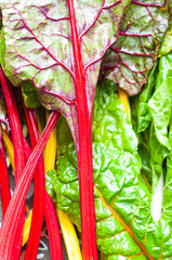 Colorful stalks of Rainbow Chard also known as Swiss Chard. A healthy, leafy vegetable used in salad as well as a cooking ingredient.