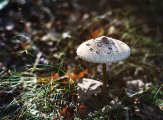 Parasol mushroom - edible mushroom in the autumn forest. Macrolepiota procera