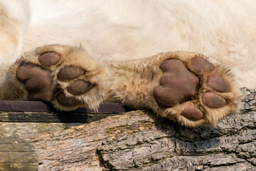 Majestic White Lion  Rear Paws Close Up