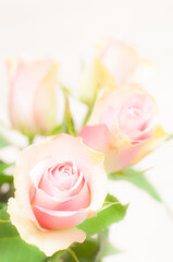 Beautiful pink and green rose flower on white background. Perfect gift for a loved one especially on Valentines Day.