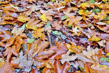 Waldboden, mit buntem Laub bedeckt
