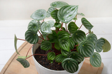 Indoor plant, Peperomia Watermelon plant in a pot
