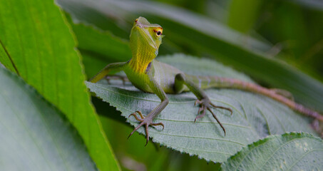 Fauna de las isla de Sri Lanka, lagartos