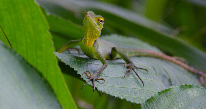Fauna de las isla de Sri Lanka, lagartos