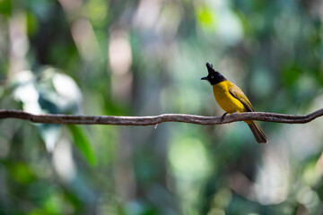 Black - crested Bulbul