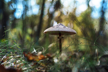 Parasol mushroom in the forest. Autumn forest bacground