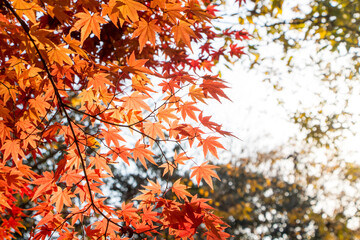 Red maple leaves in autumn season
