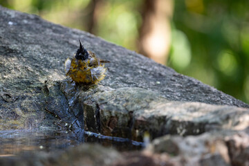 Black - crested Bulbul