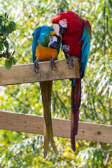 Red and Green and Yellow and Blue Macaw Sitting on a Wooden Frame Together