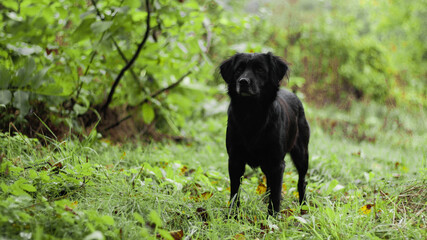 black labrador retriever dog