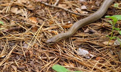 snake in the grass