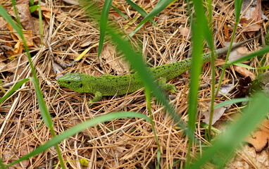 lizard on the grass