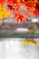 Naklejka na ściany i meble Collection of Beautiful Colorful Autumn Leaves 