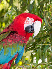 Red and Green Macaw Close Up Perched in a Tree Biting Leaves