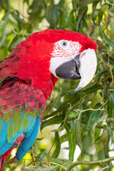 Red and Green Macaw Close Up Perched in a Tree Biting Leaves