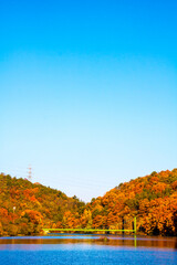 Obraz premium Collection of Beautiful Colorful Autumn Leaves reflected in the water 