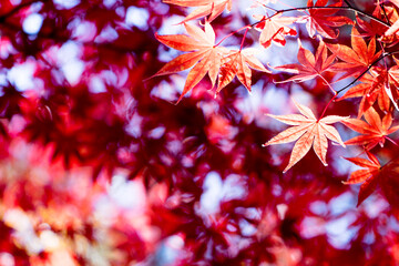 Red maple leaves in autumn season

