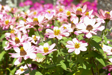 岐阜市 金華山ドライブウェイ展望台の綺麗な花
