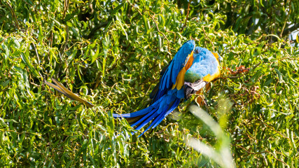 Blue and Yellow Macaw Perched in a Tree