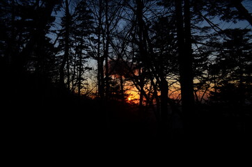 sunset in the forest