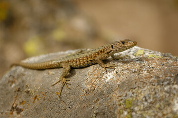 Bedriaga rock lizard - Archaeolacerta bedriagae lizard in family Lacertidae, only found on the islands Corsica (bedriagae) and Sardinia (sardus), also called Lacerta bedriagae