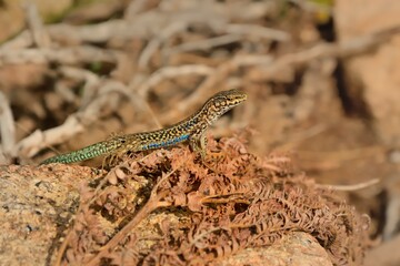Tyrrhenian wall lizard (Podarcis tiliguerta) is a species of lizard in the family Lacertidae. The species is endemic to the islands Sardinia and Corsica