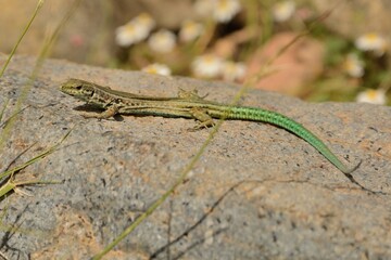 Tyrrhenian wall lizard (Podarcis tiliguerta) is a species of lizard in the family Lacertidae. The species is endemic to the islands Sardinia and Corsica