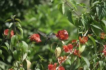 hummingbird