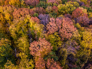 Aerial top view of a colorful deciduous forest with red, yellow, orange and green leaves during autumn evening, samara, russia