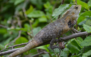Fauna de las isla de Sri Lanka, lagartos