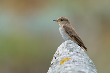 Spotted Flycatcher - Muscicapa striata sitting small passerine bird in the Old World flycatcher family, breeds in Europe and western Asia, migratory