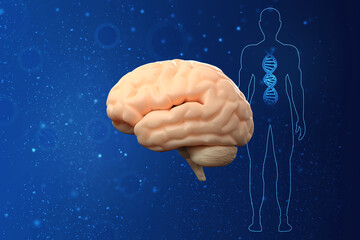 3d illustration Human health brain 
