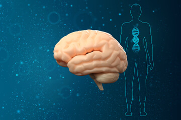 3d illustration Human health brain 
