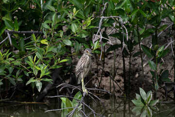 Juvenile black - crowned night heron