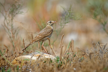 Tawny Pipit - Anthus campestris sitting medium-large passerine bird, breeds from northwest Africa and Portugal to Central Siberia and on to Inner Mongolia