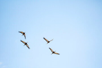 Korean winter migratory birds
