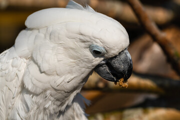 Umbrella Cockatoo Feeding on a Monkey Nut
