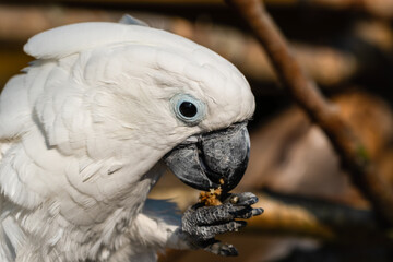 Umbrella Cockatoo Feeding on a Monkey Nut