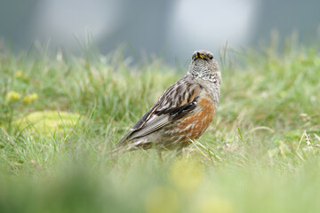 Alpine Accentor - Prunella collaris sitting and watching to the mountain valley in Alps.