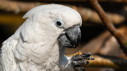 Umbrella Cockatoo Feeding on a Monkey Nut