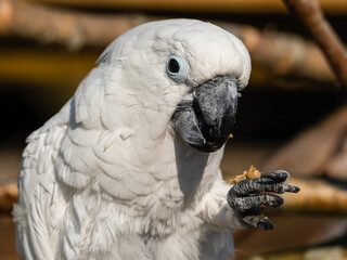Umbrella Cockatoo Feeding on a Monkey Nut