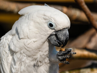 Umbrella Cockatoo Feeding on a Monkey Nut