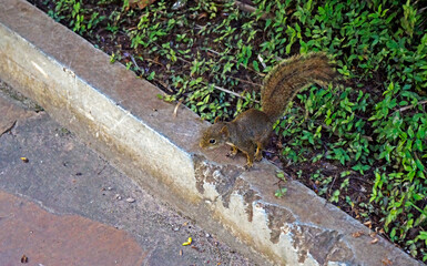 Squirrel in the park, Minas Gerais, Brazil