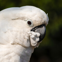 Umbrella Cockatoo Close Up Portrait