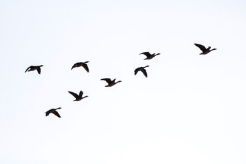 Korean winter migratory birds
