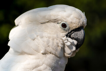 Umbrella Cockatoo Close Up Portrait