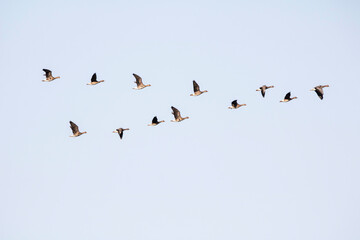 Korean winter migratory birds
