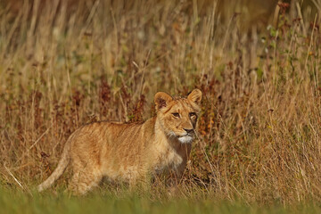 lioness (Panthera leo) walking through the savannah near the tall grass